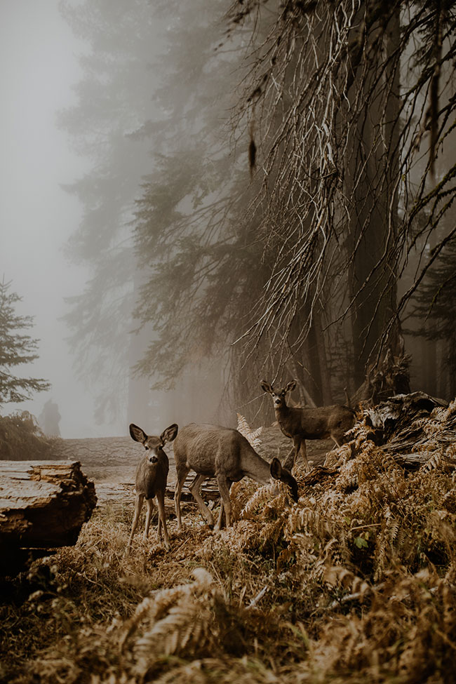 Image Name: An unexpected meeting Photographer Name: Justyna Zduczyk Copyright: © Justyna Zduczyk, Poland, Shortlist, Open, Wildlife (Open competition), 2018 Sony World Photography Awards